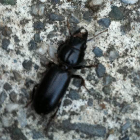 Spotting Image 1