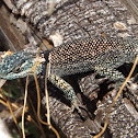 Yarrow's Spiny Lizard