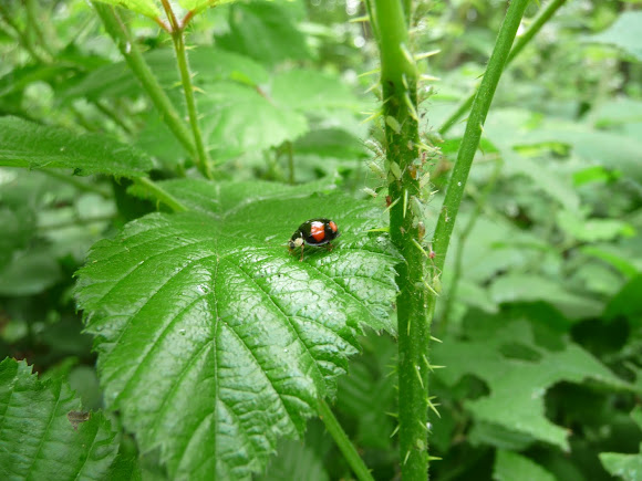 Spotting Image 1