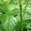 Harlequin ladybird