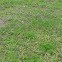 Fairy Ring Mushroom