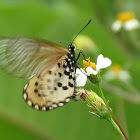 Garden Acraea