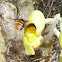 Orquidea