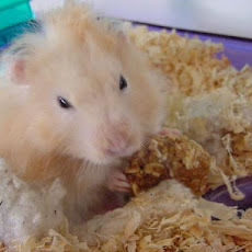 Berry Nice Cookies for Hamsters