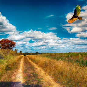 Along The Hiking Trail by Bill Tiepelman - Landscapes Prairies, Meadows & Fields ( dreamy, landscape, hiking, shrubs, flying, sky, blue sky, autumn, trail, puffy clouds, path, clouds, vulture, grass, green, rural, country, turkey vulture, field, bird, flight, saint charles, missouri, trees, busch wildlife )
