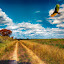 Along The Hiking Trail by Bill Tiepelman - Landscapes Prairies, Meadows & Fields ( dreamy, landscape, hiking, shrubs, flying, sky, blue sky, autumn, trail, puffy clouds, path, clouds, vulture, grass, green, rural, country, turkey vulture, field, bird, flight, saint charles, missouri, trees, busch wildlife )