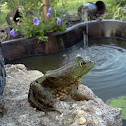 American Bullfrog