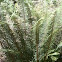 Swordfern