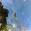 Water strider 