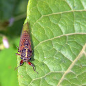 Cicada