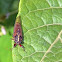 Cicada
