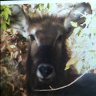 Waterbuck