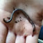 Earth Worm