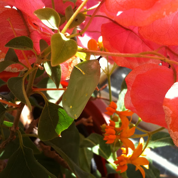 Spotting Image 1