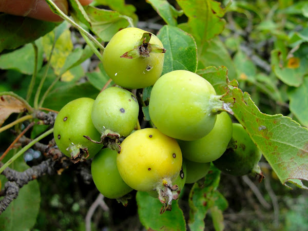 Wild Crabapple (yellow) | Project Noah