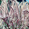 Fuzzy Grass