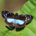 Lerina Blue-Skipper