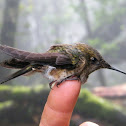 Green-backed firecrown