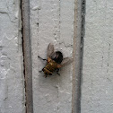 Horsefly?