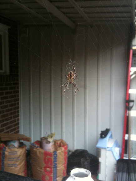 Spotting Image 1