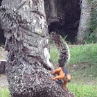 Variegated Squirrel
