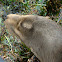 Sea Lion