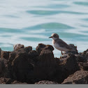 Greater Sand Plover