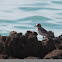 Greater Sand Plover