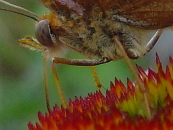 Spotting Image 1