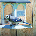 Blue Jay
