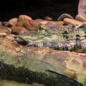 American alligator