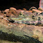 American alligator