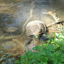 Common snapping turtle