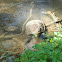 Common snapping turtle