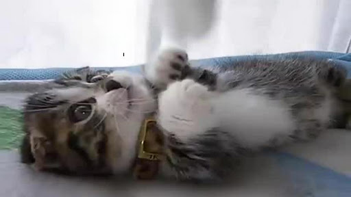 面白かわいい猫ちゃん動画ジグソーパズル