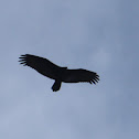Turkey Vulture