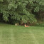 Red Fox
