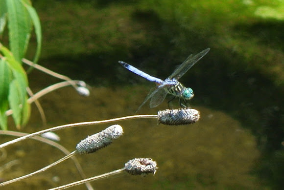 Spotting Image 1
