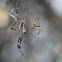 Golden Silk Orb-weaver