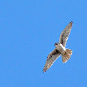 Prairie Falcon