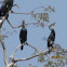 Great Cormorant