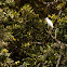 Cattle Egret
