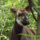 Okapi