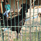 Ayam Cemani