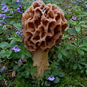 Morel Mushroom