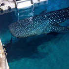 Whale Shark