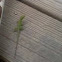 Carolina Anole