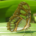 Malachite