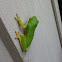 Squirrel tree frog
