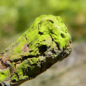 Algae